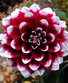 Dahlia 3780